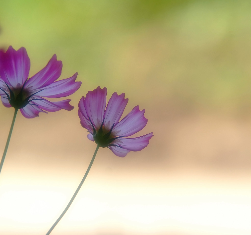 夢咲案内人（９）