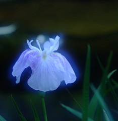 時の旅人・花菖蒲