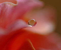 February Drop・(3)