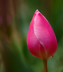 花目線。。