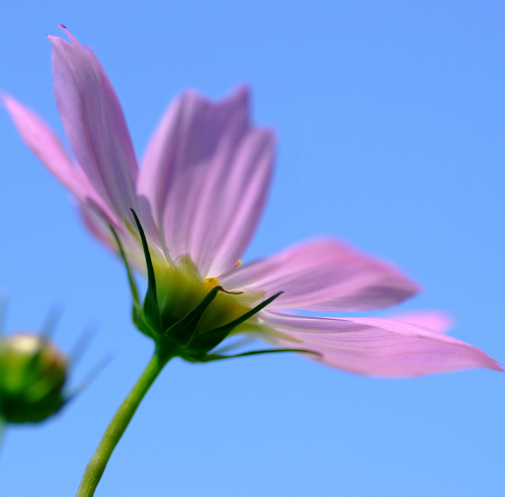 そっと咲いてます。。