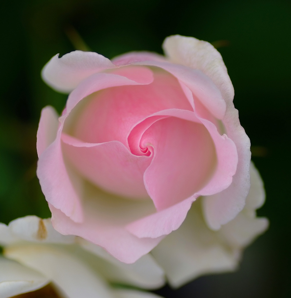 渦の世界へ　５