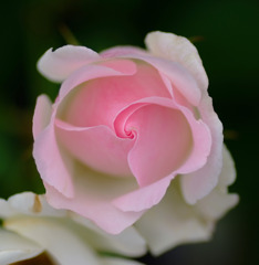 渦の世界へ　５