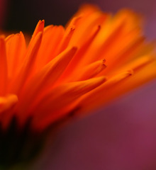 京都　絵日記　４