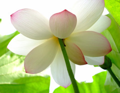 沈まぬ太陽・・