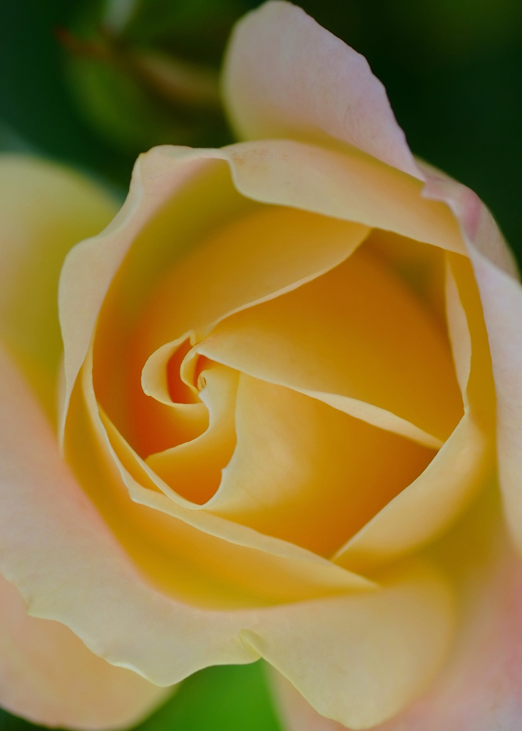 渦の世界へ　１