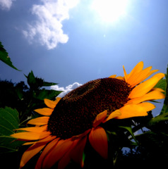 終わらない夏。