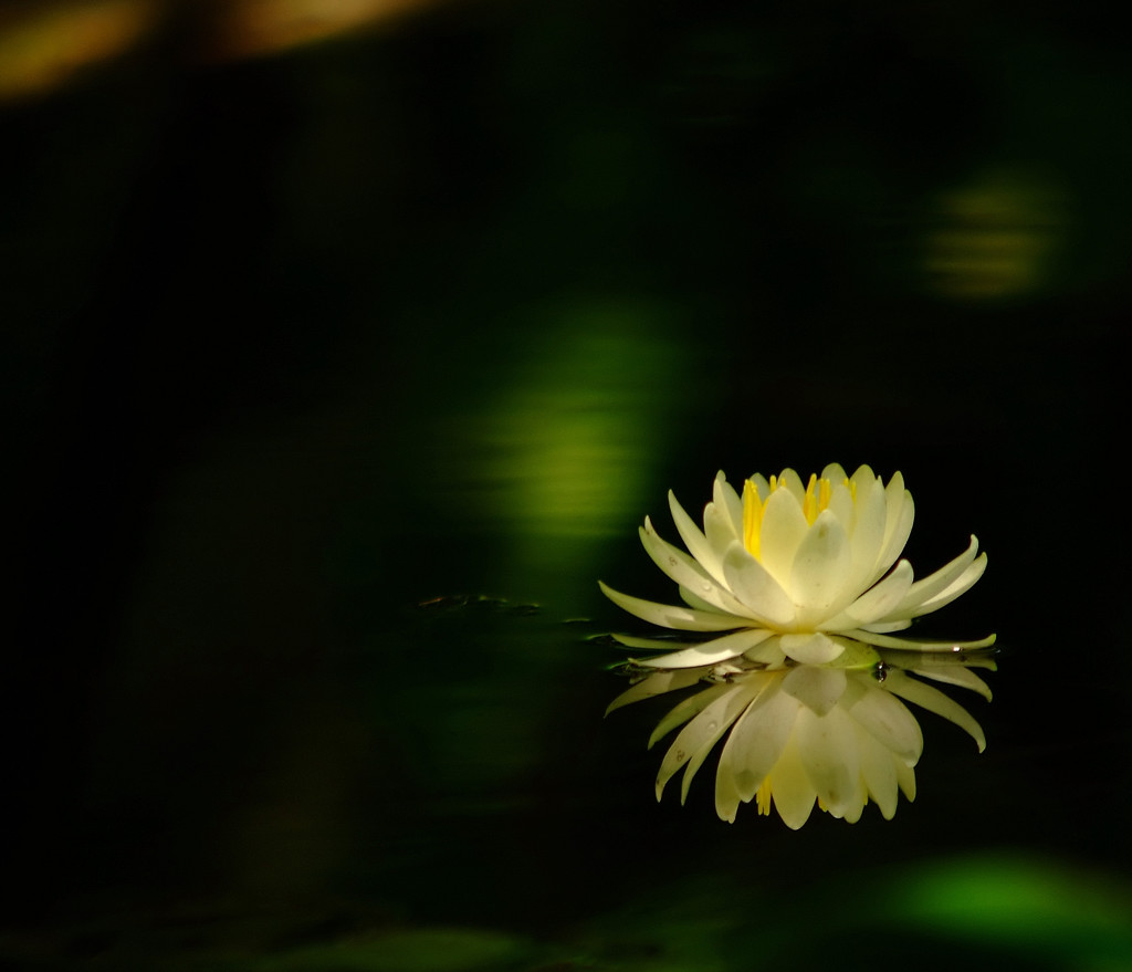 灯・睡蓮