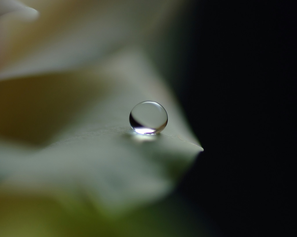 魅せられて・雫