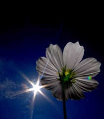 美麗・コスモス