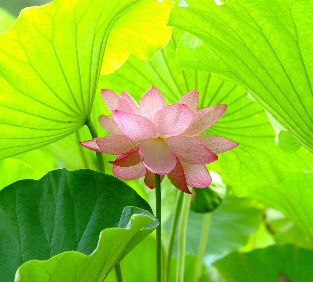 舞・蓮