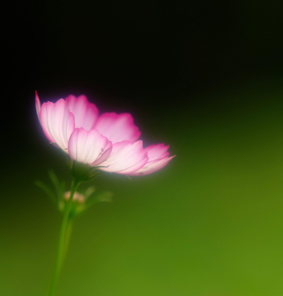 灯り・コスモス