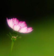 灯り・コスモス