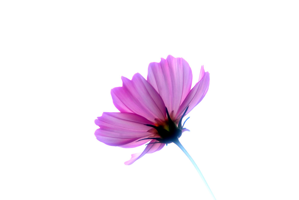 秋桜・物語　１