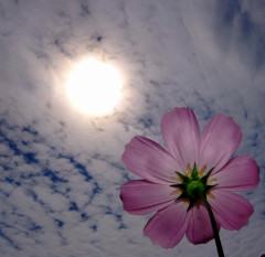 本日も晴天なり。。