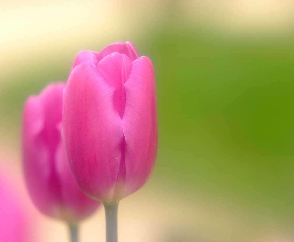 春通信・華