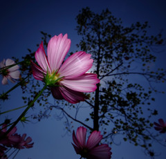 秋浪漫・秋桜