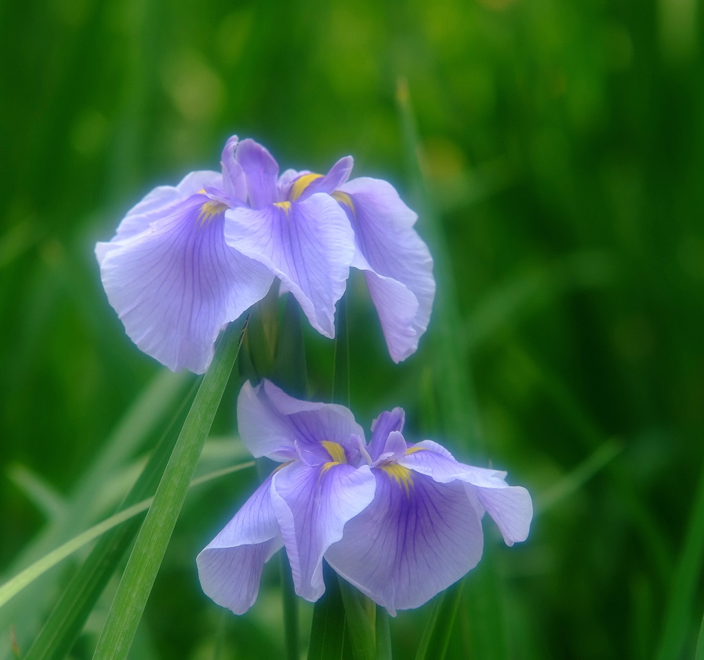 夢・花菖蒲