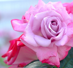 都会のオアシス。