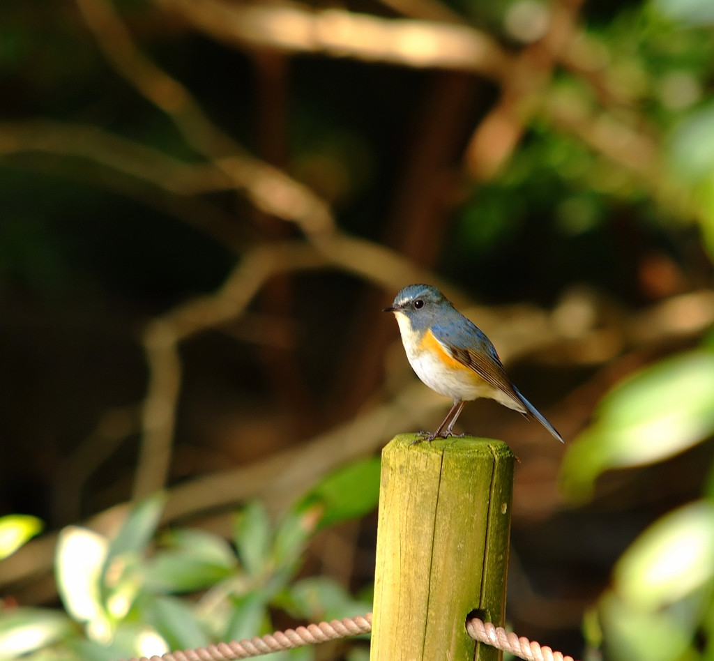 Tarsiger cyanurus　2014