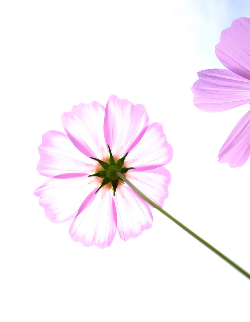 花の名は「あかつき」