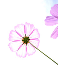 花の名は「あかつき」