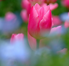 花の妖精。