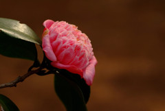 つばきの森にて