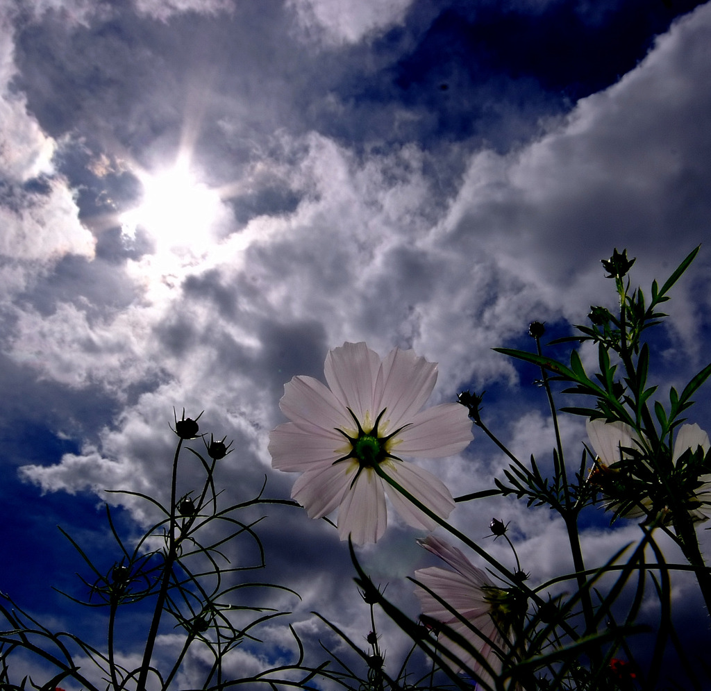 雲風景＆白コスモス