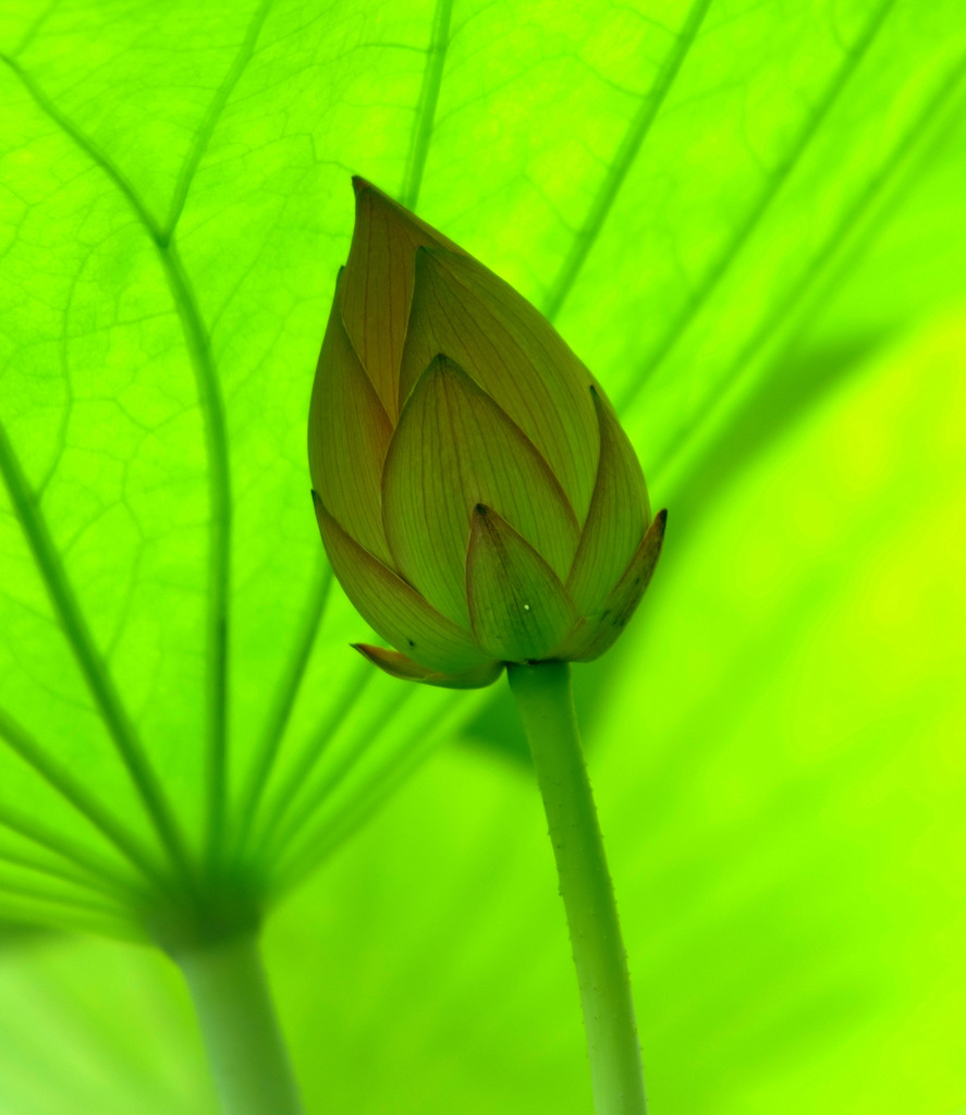 生きる
