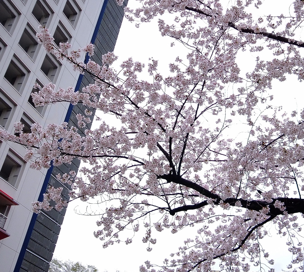 雨上がりの桜の中を。