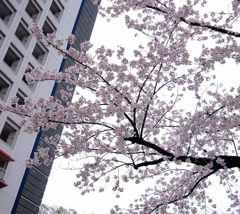 雨上がりの桜の中を。
