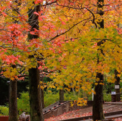 紅葉のひろば。