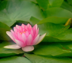 睡蓮便り・（夢）