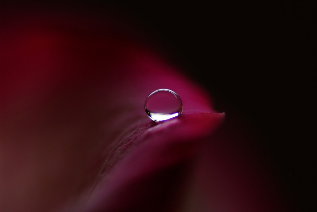 赤い華・雫