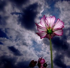 秋花火・２０１３
