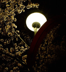 夜桜　2012