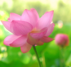 夏色・蓮。