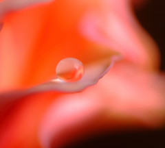 華明り・雫