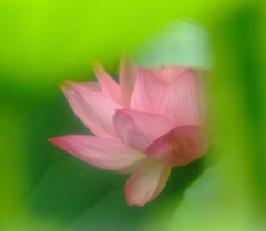 夏の誘惑