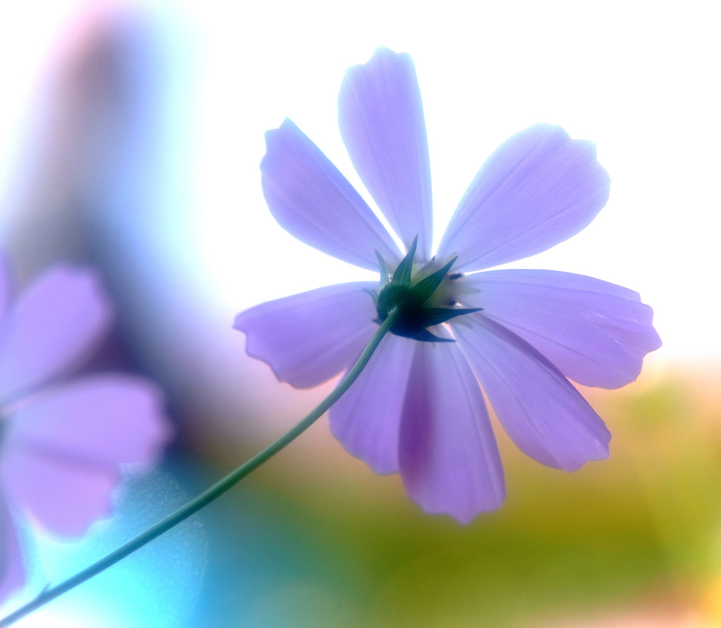 秋桜・ひとひら