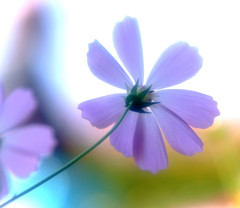 秋桜・ひとひら