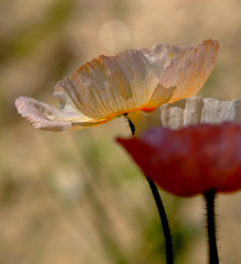 春風に吹かれて
