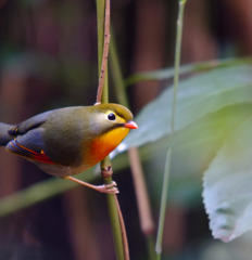 花鳥風月。。