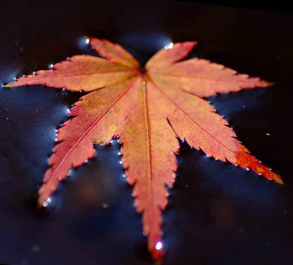 水面の紅葉。