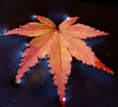 水面の紅葉。