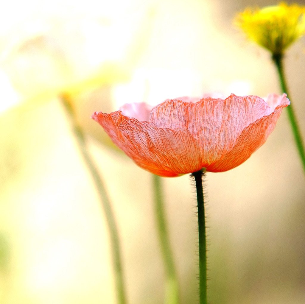 日陰よりそっと。