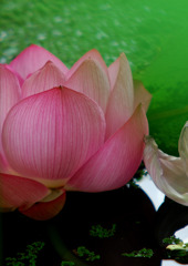 水中花。。。