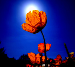 春空ポピー