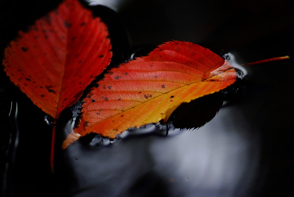 水面の紅葉　２